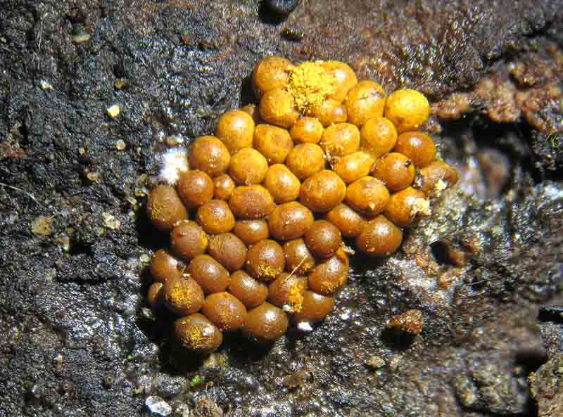 Trichia favoginea?
